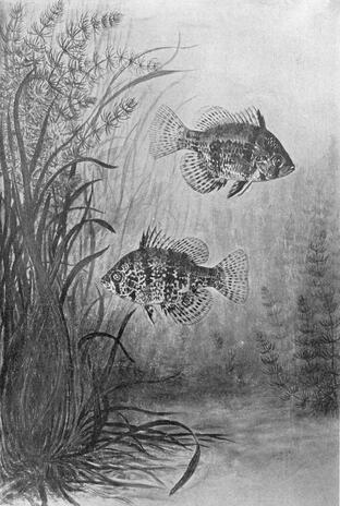 Two Fish - Artist: Tamira Aldcroft