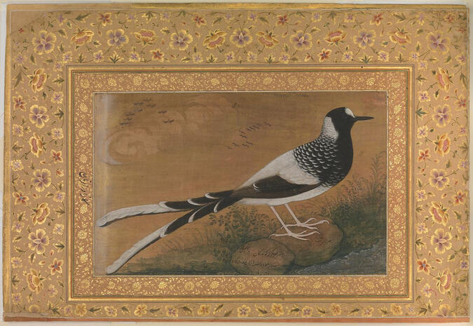 Thrush - Artist: Sita Ojha